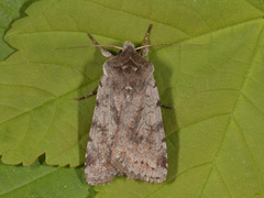 Red Chestnut (Cerastis rubricosa)