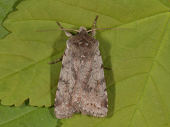 Fiolett vårfly (Cerastis rubricosa)