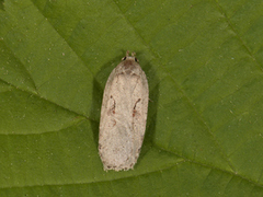 Agonopterix ocellana