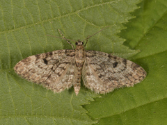 Grandvergmåler (Eupithecia tantillaria)