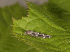 Kentish Cosmet (Mompha sturnipennella)