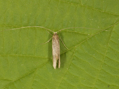 Large Long-horn (Nematopogon swammerdamella)