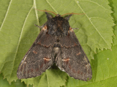 Dromedartannspinner (Notodonta dromedarius)