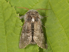 Hasselmunkefly (Colocasia coryli)