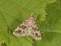 Many-plumed Moth (Alucita hexadactyla)