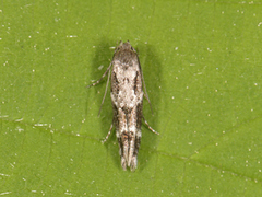 Kentish Cosmet (Mompha sturnipennella)