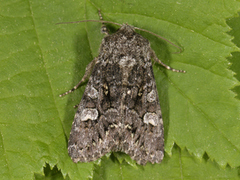 Glaucous Shears (Papestra biren)