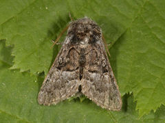 Nut-tree Tussock (Colocasia coryli)