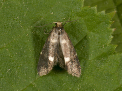 Pale Feathered Bright (Incurvaria pectinea)