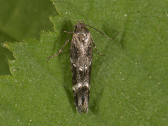 Mompha sturnipennella