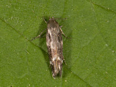 Kentish Cosmet (Mompha sturnipennella)