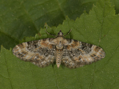 Revebjelledvergmåler (Eupithecia pulchellata)