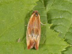 Brassy Tortrix (Eulia ministrana)