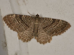 Bølgeduskmåler (Rheumaptera undulata)