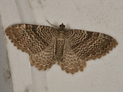 Scallop Shell (Rheumaptera undulata)