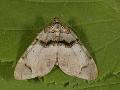 Fiolett rosemåler (Anticlea derivata)