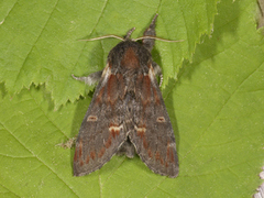 Iron Prominent (Notodonta dromedarius)