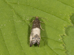 Hagerosevikler (Notocelia cynosbatella)