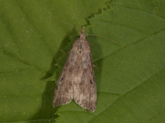 Bee Moth (Aphomia sociella)