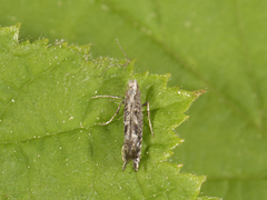 Kentish Cosmet (Mompha sturnipennella)