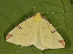 Sitronmåler (Opisthograptis luteolata)