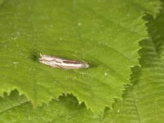 Stripesigdvikler (Ancylis apicella)