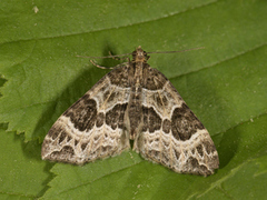 Water Carpet (Lampropteryx suffumata)