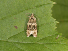 Common Marble (Celypha lacunana)