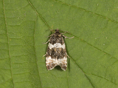 Common Marble (Celypha lacunana)