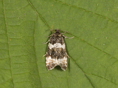 Olivenprydvikler (Celypha lacunana)