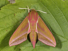 Elephant Hawk-moth (Deilephila elpenor)