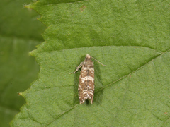 Stripet grankveldvikler (Epinotia tedella)