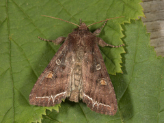 Bright-line Brown-eye (Lacanobia oleracea)
