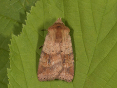 Small Square-spot (Diarsia rubi)