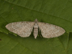 Engdvergmåler (Eupithecia satyrata)