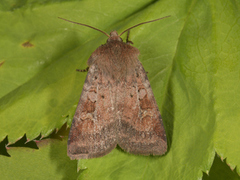Ingrailed Clay (Diarsia mendica)