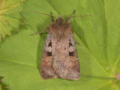 Fiolettbrunt jordfly (Euxoa recussa)