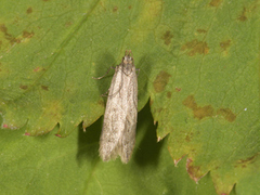 Dotted Shade (Eana osseana)