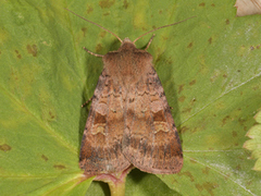 Ingrailed Clay (Diarsia mendica)