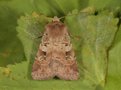 Ingrailed Clay (Diarsia mendica)