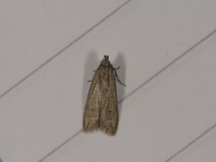 Monochroa saltenella