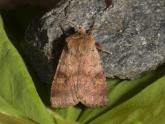 Ingrailed Clay (Diarsia mendica)