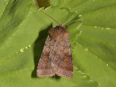 Ingrailed Clay (Diarsia mendica)