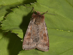 Ingrailed Clay (Diarsia mendica)