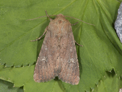 Teglrødt engfly (Apamea lateritia)