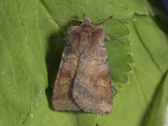 Ingrailed Clay (Diarsia mendica)