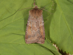 Ingrailed Clay (Diarsia mendica)