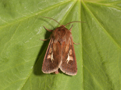 Gressmarkfly (Cerapteryx graminis)