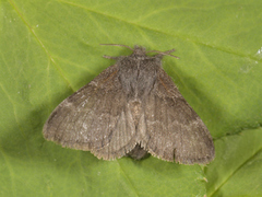 Pale Eggar (Trichiura crataegi)
