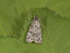 Heimosemott (Eudonia sudetica)